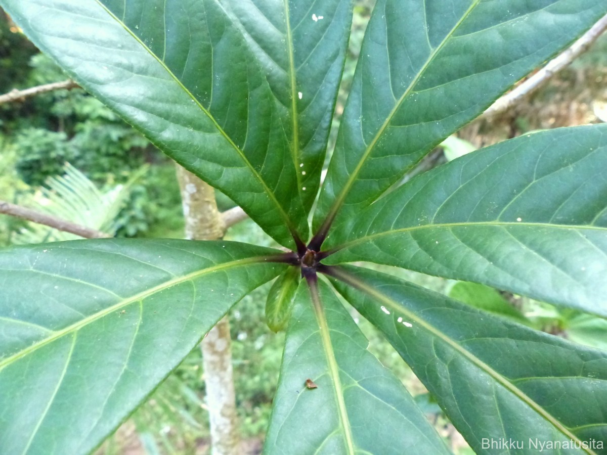 Barringtonia racemosa (L.) Spreng.